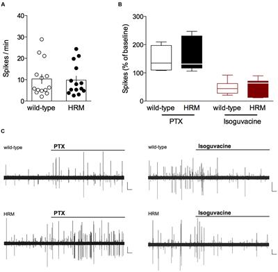 Reelin-Haploinsufficiency Disrupts the Developmental Trajectory of the E/I Balance in the Prefrontal Cortex